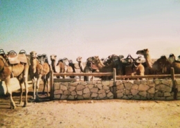 israel camel