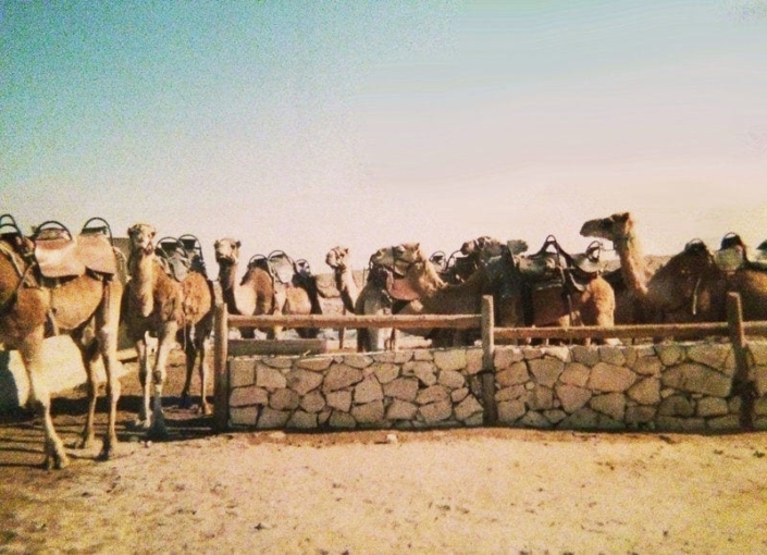 israel camel