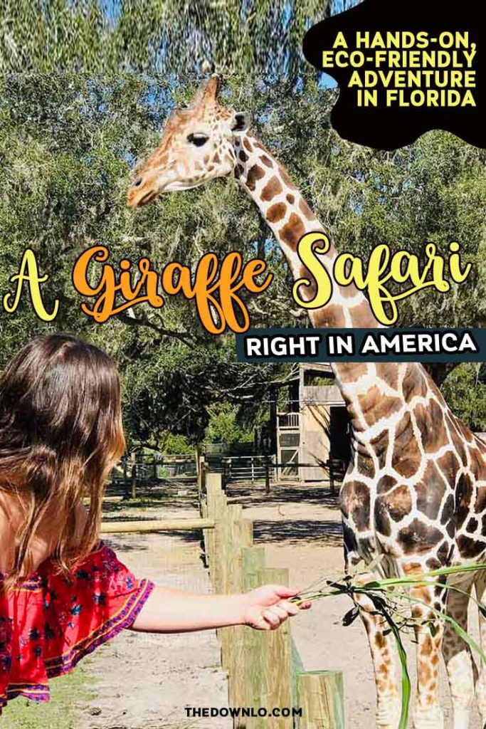 A safari in America? Yes, it's true. Giraffe Ranch in Pasco, Florida (north of Tampa) is an eco-friendly, sustainable, hands-on wild animal encounter. Feed animals like giraffes and practice your landscape photography while zipping around on a Segway. An incredible place to travel with kids. #florida #fl #girafferanch #safari #bucketlist