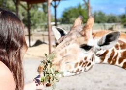 giraffe ranch thumb