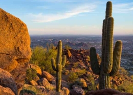 phoenix-summer-thumb