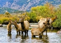 A resident herd of elk in Rocky Mountain National Park
