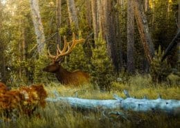 yellowstone-1