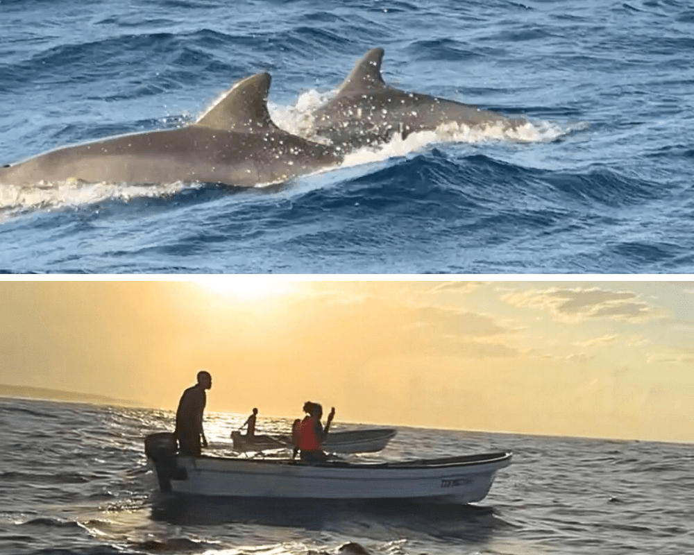 Snorkeling with dolphins is one of the best things to see in Zanzibar.