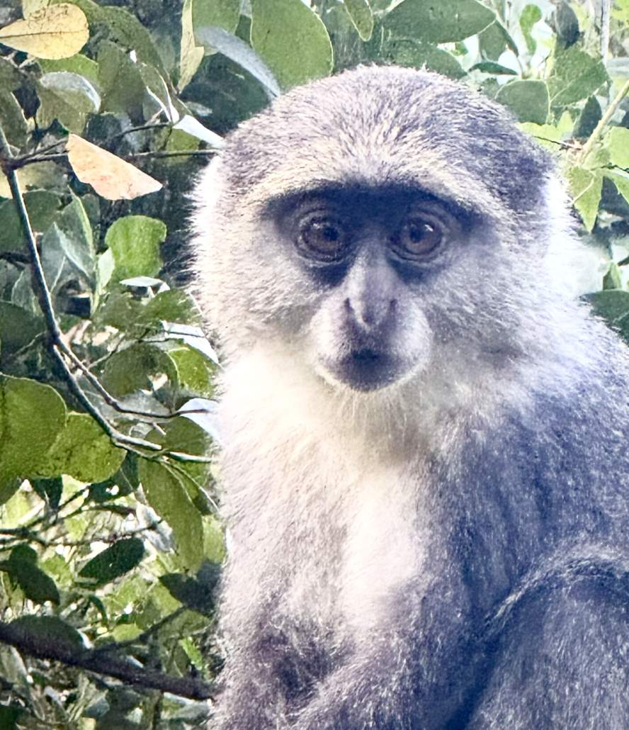 Jozani Forest is the only place on Earth to see red colobus monkeys—Zanzibar’s rarest and cutest residents.