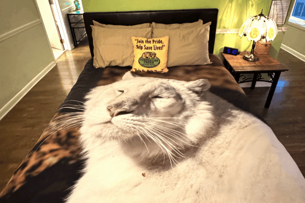 things to do in eureka springs ar, things to do eureka springs arkansas, downtown eureka springs, cabins in eureka springs ar, bars in eureka springs, best place to stay in eureka springs, best lodging in eureka springs ar, best places to stay in eureka springs arkansas, best hotels in eureka springs, caves in eureka springs, best places to eat in eureka springs ar, Eureka Springs attractions, Eureka Springs weekend trip, Eureka Springs dog-friendly, Crescent Hotel haunted, eureka springs working bunnies, working bunnies eureka springs
