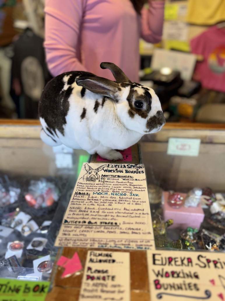 things to do in eureka springs ar, things to do eureka springs arkansas, downtown eureka springs, cabins in eureka springs ar, bars in eureka springs, best place to stay in eureka springs, best lodging in eureka springs ar, best places to stay in eureka springs arkansas, best hotels in eureka springs, caves in eureka springs, best places to eat in eureka springs ar, Eureka Springs attractions, Eureka Springs weekend trip, Eureka Springs dog-friendly, Crescent Hotel haunted, eureka springs working bunnies, working bunnies eureka springs
