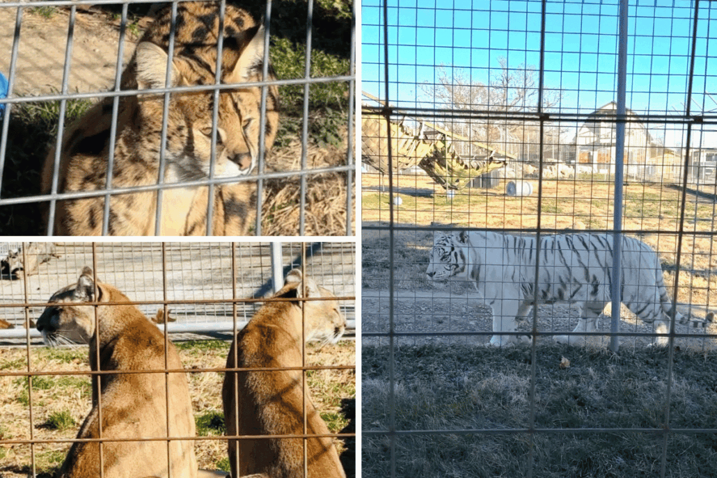 things to do in eureka springs ar, things to do eureka springs arkansas, downtown eureka springs, cabins in eureka springs ar, bars in eureka springs, best place to stay in eureka springs, best lodging in eureka springs ar, best places to stay in eureka springs arkansas, best hotels in eureka springs, caves in eureka springs, best places to eat in eureka springs ar, Eureka Springs attractions, Eureka Springs weekend trip, Eureka Springs dog-friendly, Crescent Hotel haunted, eureka springs working bunnies, working bunnies eureka springs
